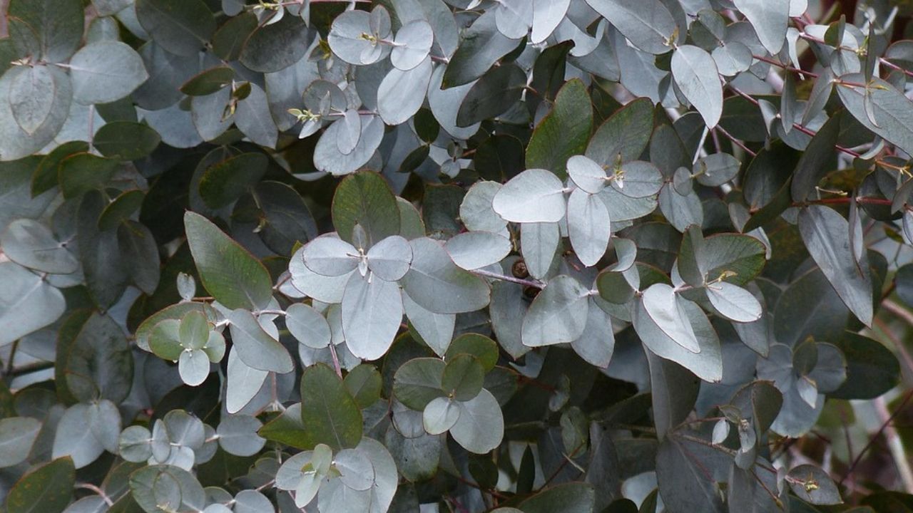 Eucalyptus gunnii