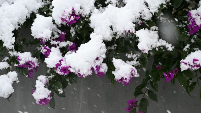 Bougainvillier en hiver