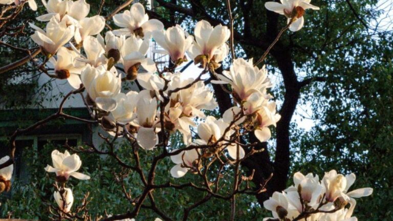 Bouturer un magnolia