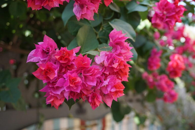 Bougainvillier