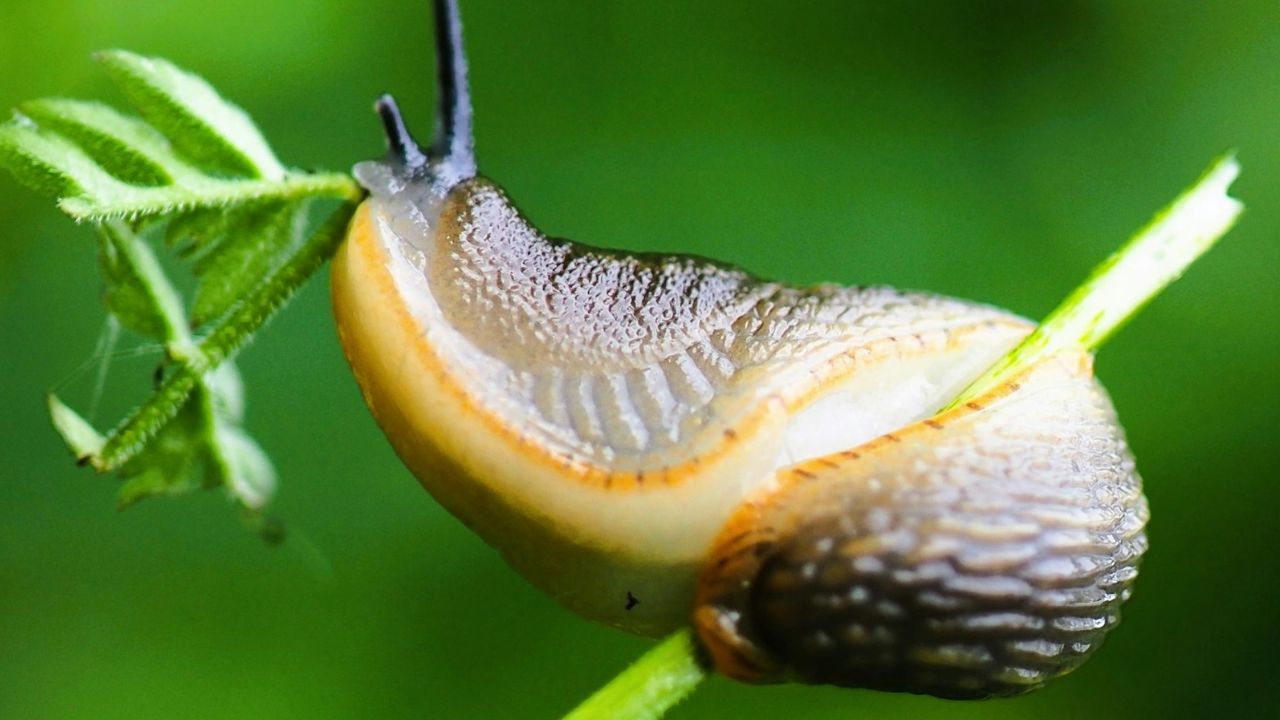 Anti-limace au bicarbonate