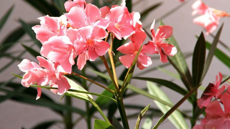 Maladie des lauriers-roses