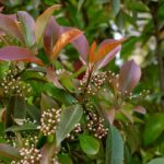 Bouturer le photinia
