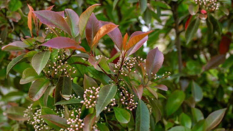 Bouturer le photinia