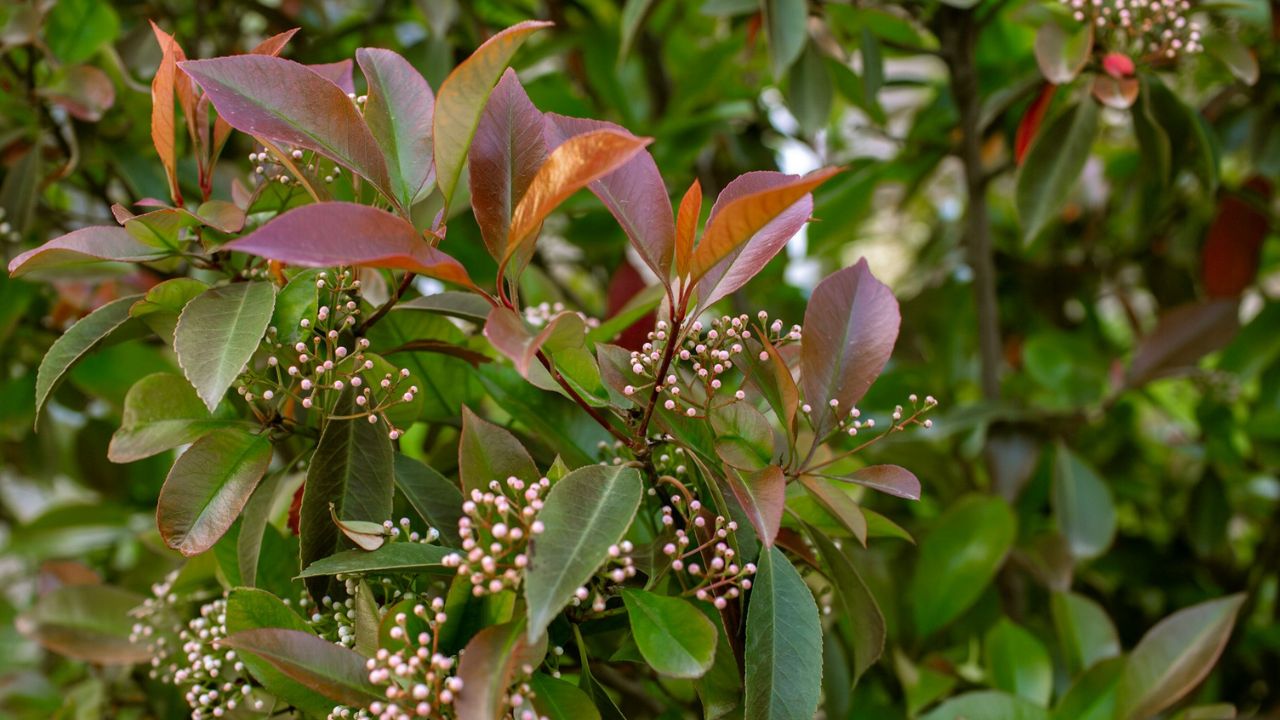 Bouturer le photinia