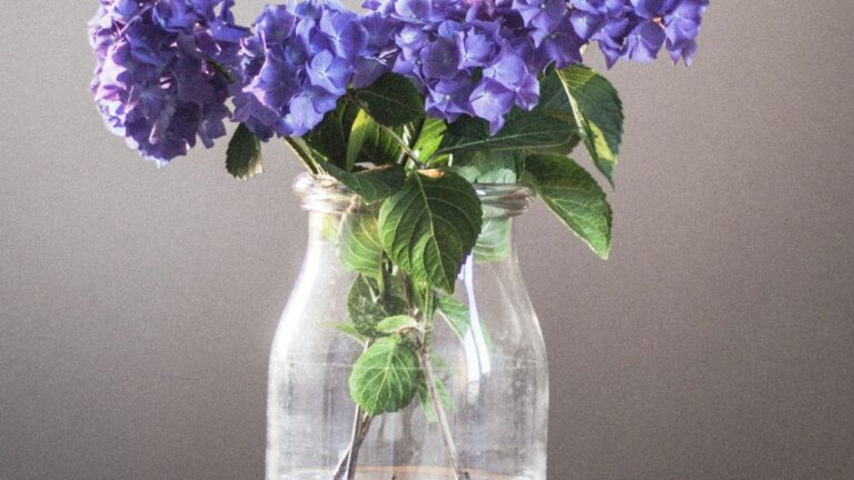 Bouturer un hortensia dans l’eau