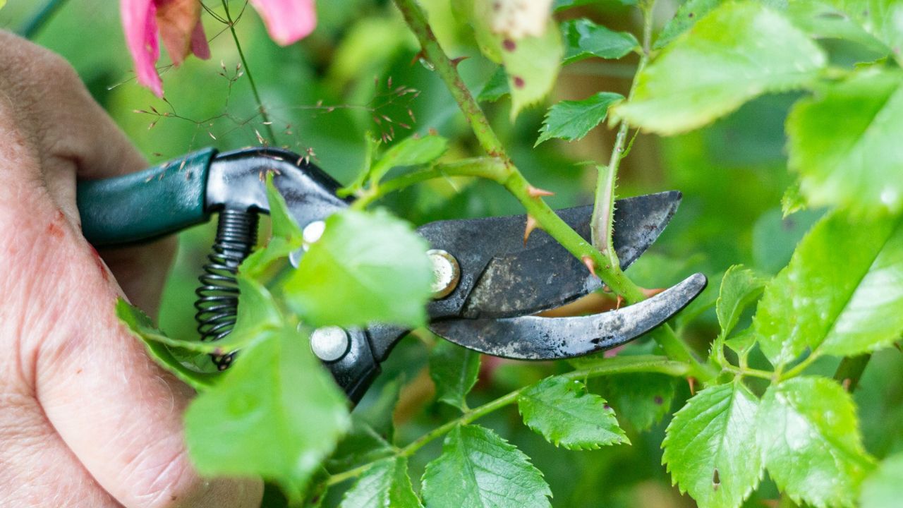 Tailler un rosier très court sans risque