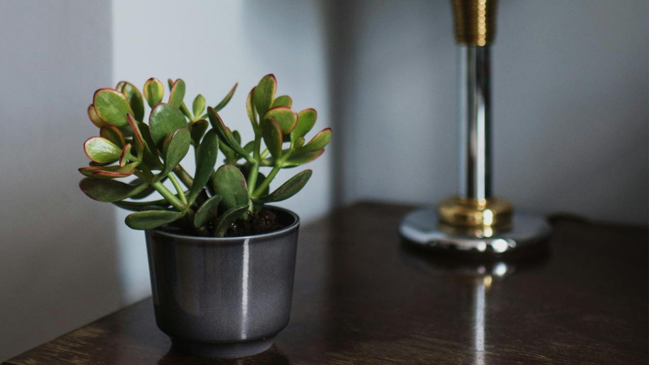 Arbre de jade dans une chambre