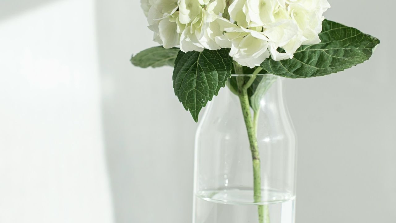 Bouture d’hortensia dans l’eau