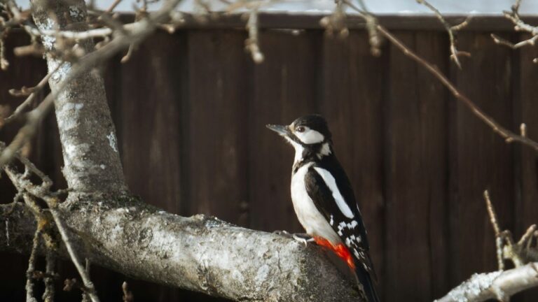 Pivert dans le jardin