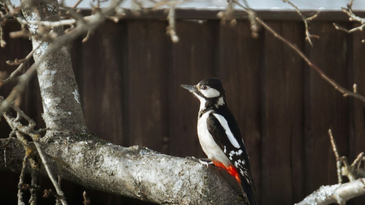 Pivert dans le jardin