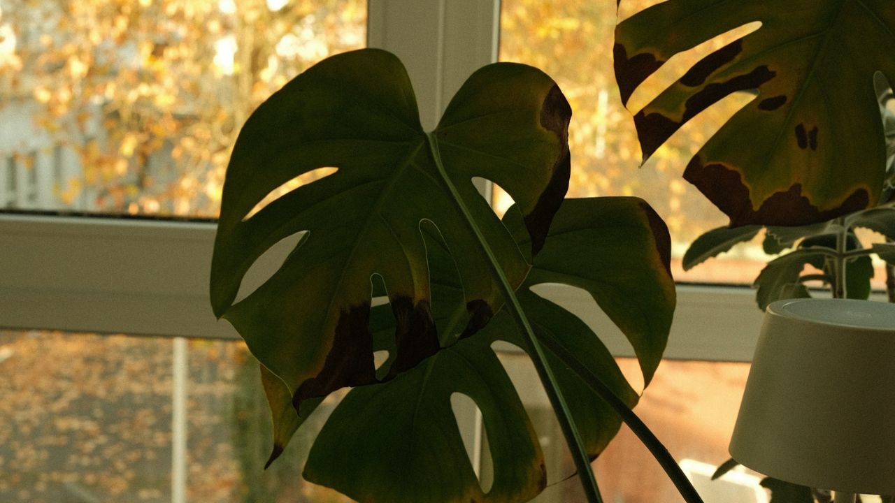 Monstera feuille jaune