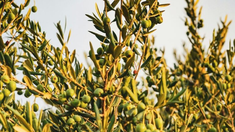 Olivier perd ses feuilles