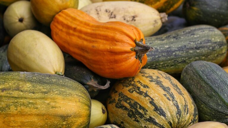 Variétés de courges