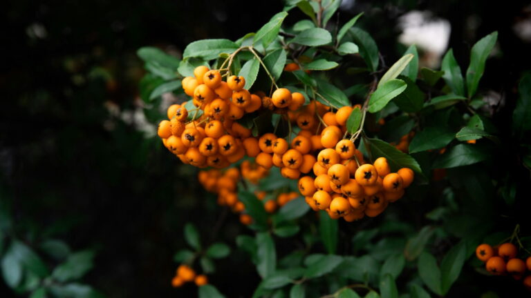 Pyracantha