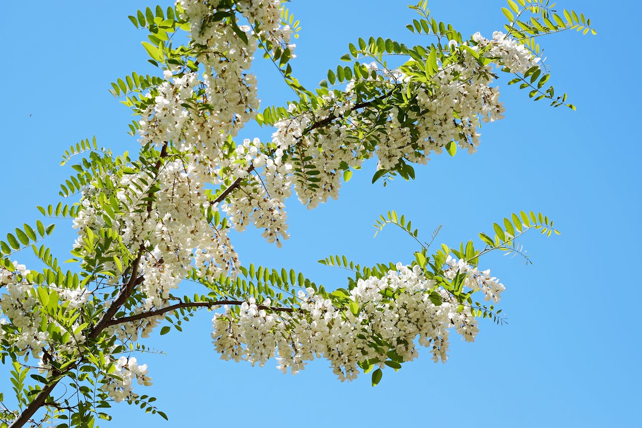 Fleur d’acacia