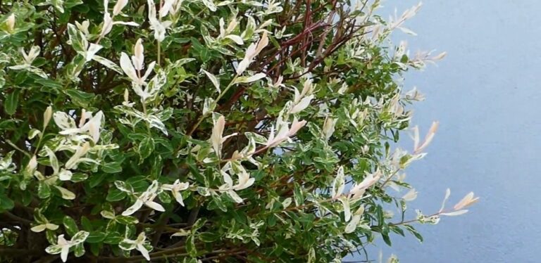 Comment et quand tailler un saule crevette ?