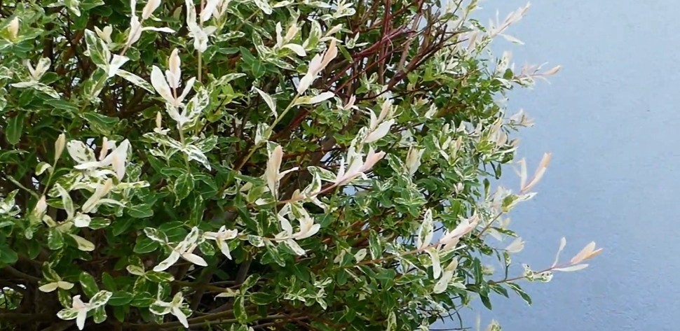 Comment et quand tailler un saule crevette ?