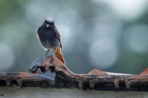 Oiseau à queue rouge