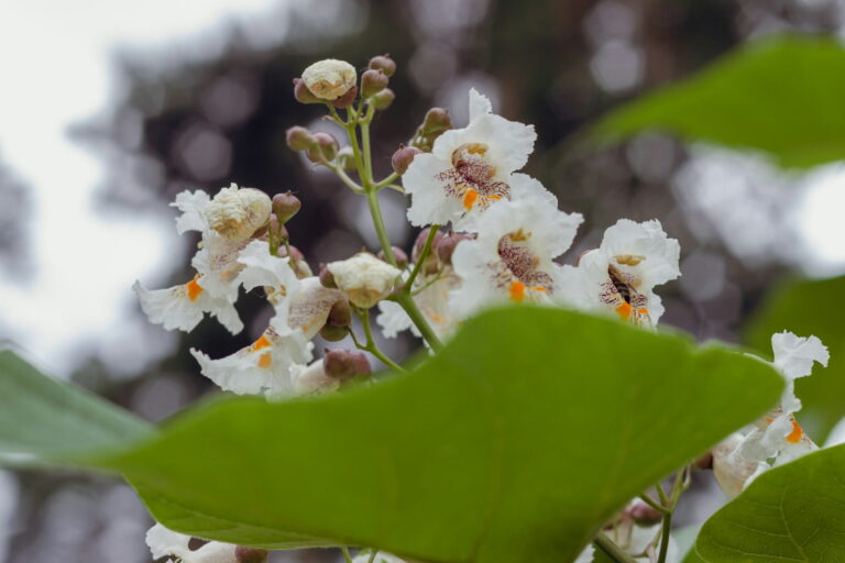 Catalpa