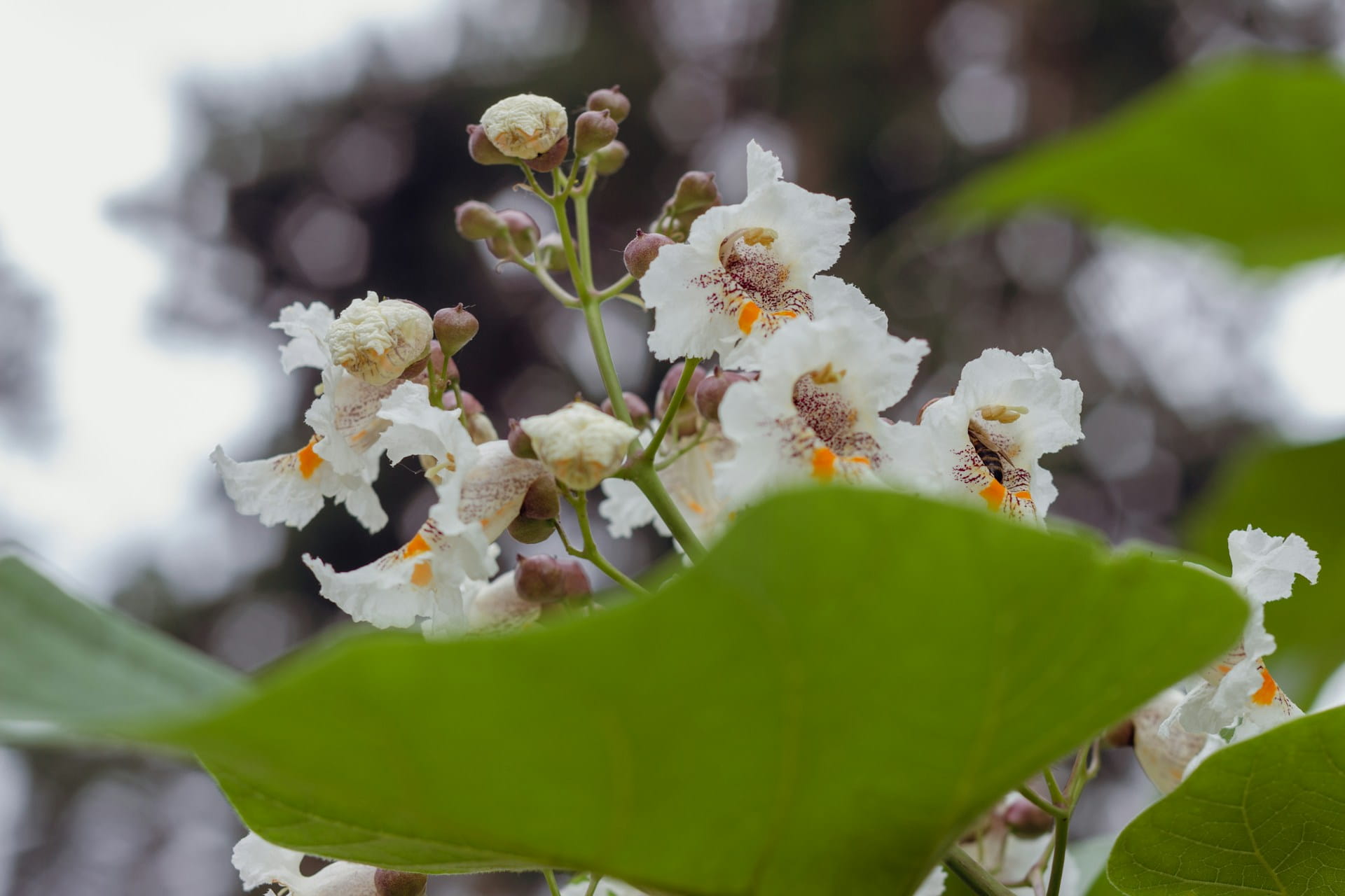 Catalpa