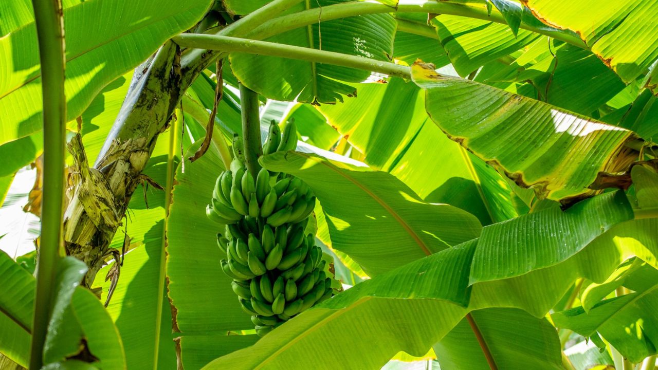 Temps de pousse d'un bananier