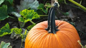 Planter les potimarrons