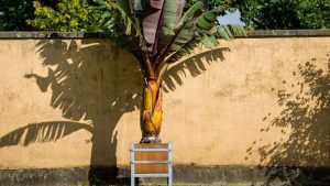 Bananiers résistants au gel
