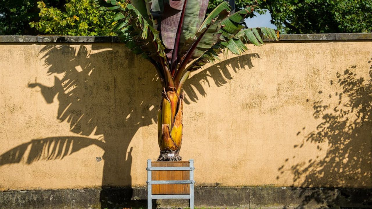 Bananiers résistants au gel