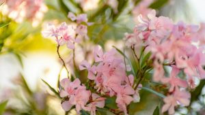 Planter un laurier-rose