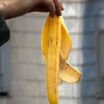 Peaux de banane comme engrais