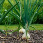 Planter les oignons
