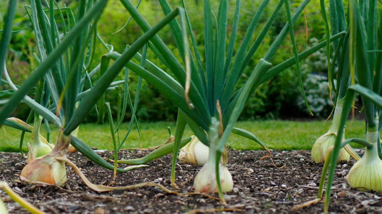 Planter les oignons