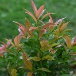 Bouturer un photinia