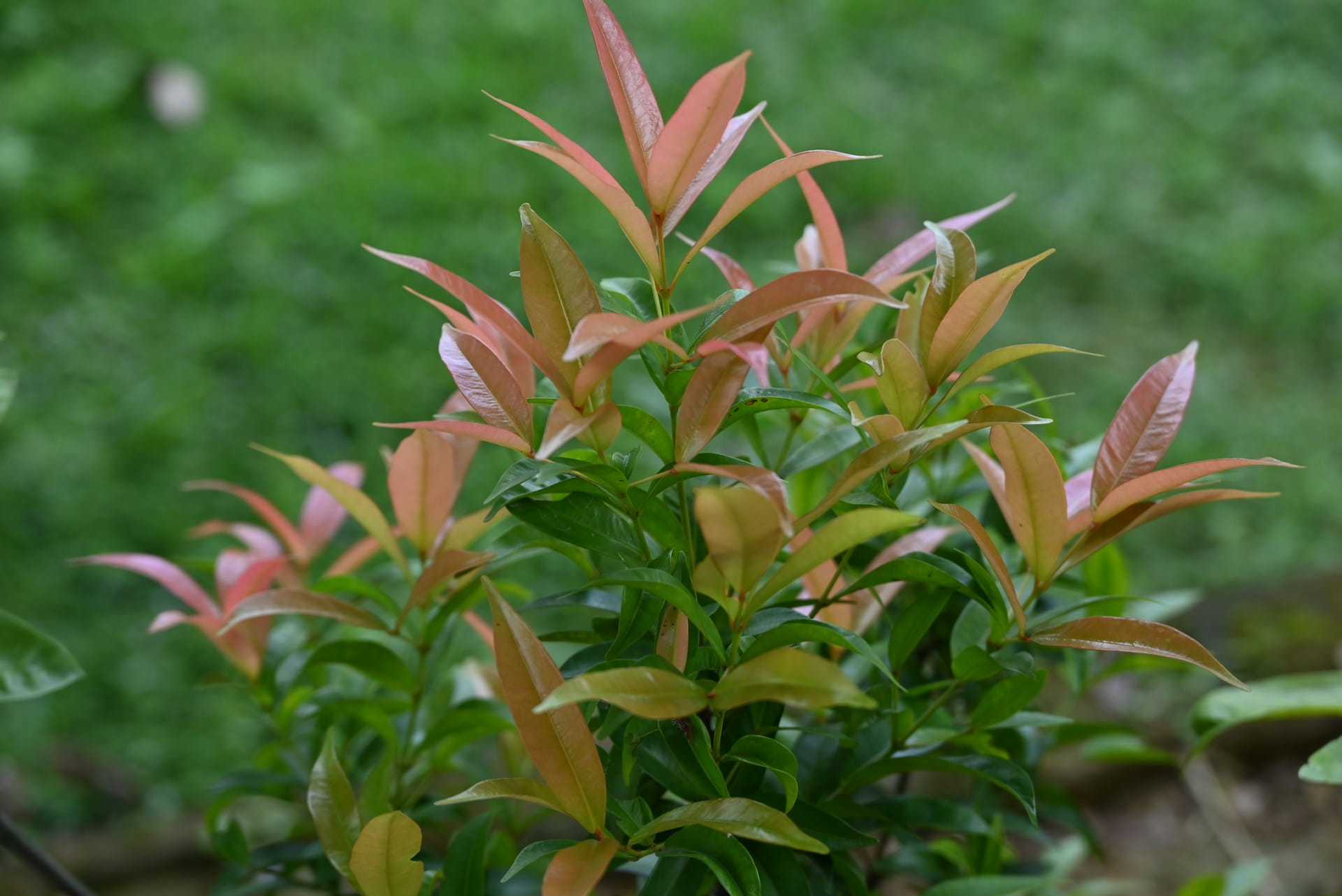 Bouturer un photinia
