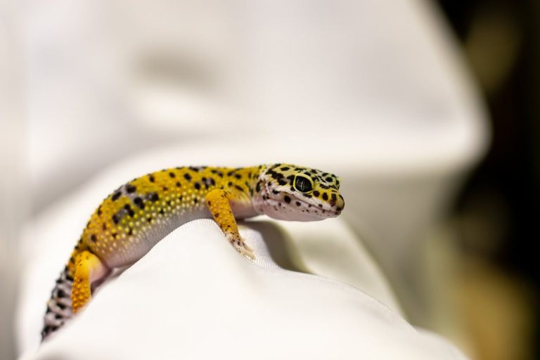 Se débarrasser des geckos dans la maison