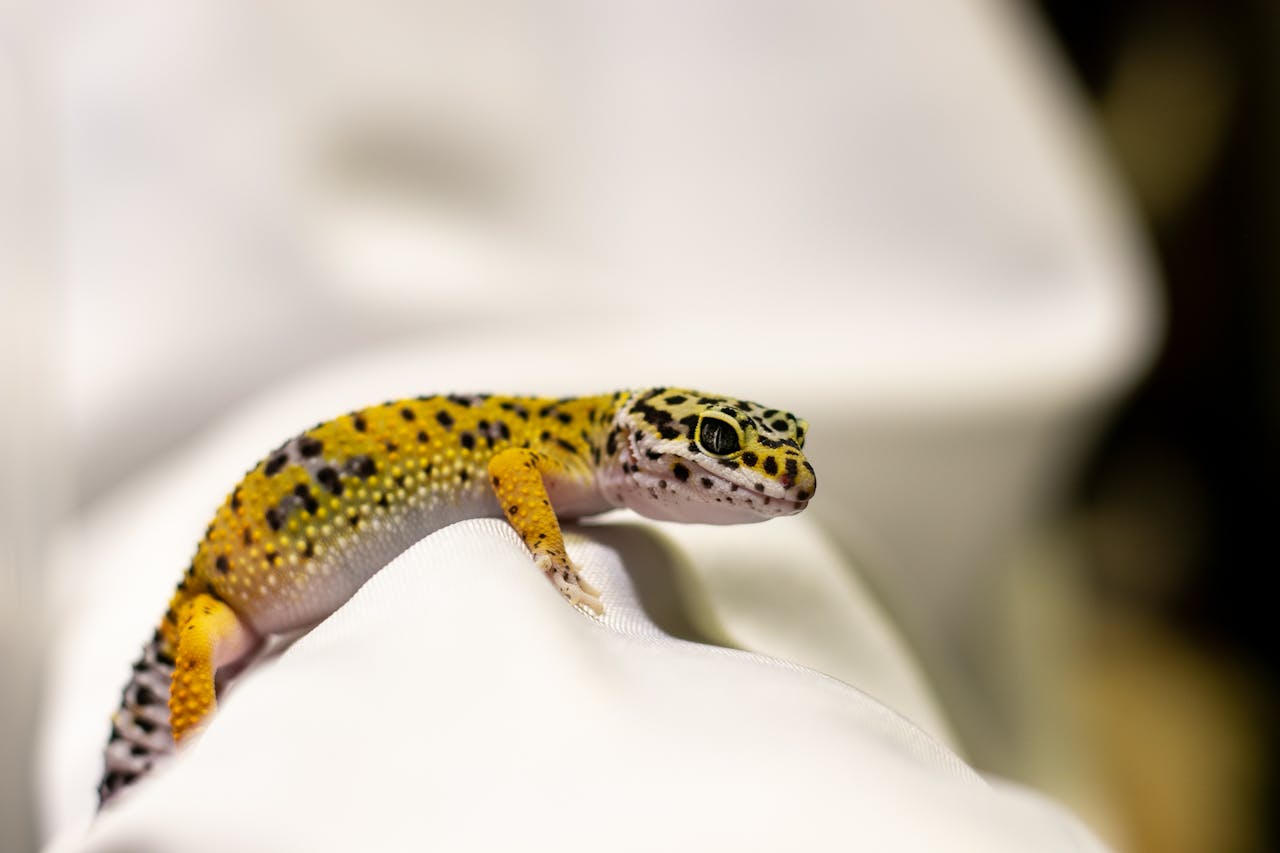 Se débarrasser des geckos dans la maison