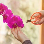 Tailler une orchidée