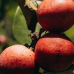 Quandong