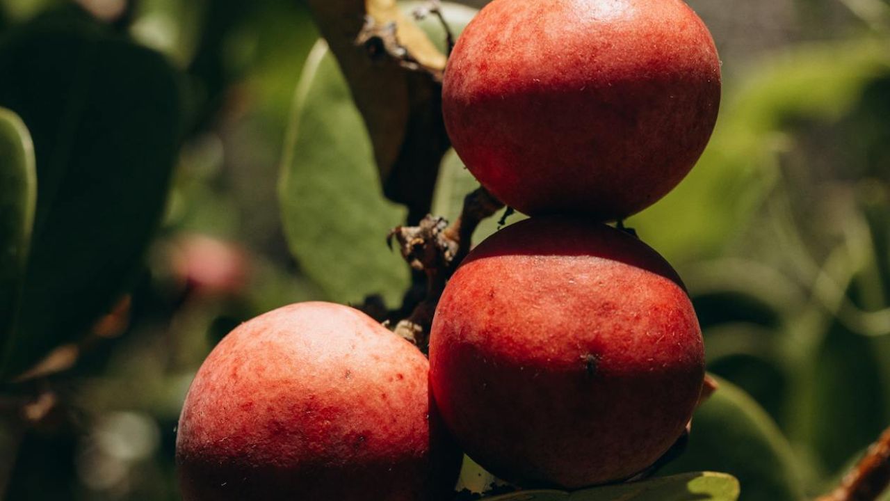 Quandong