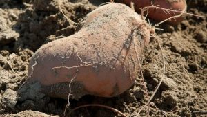 Planter les patates douces