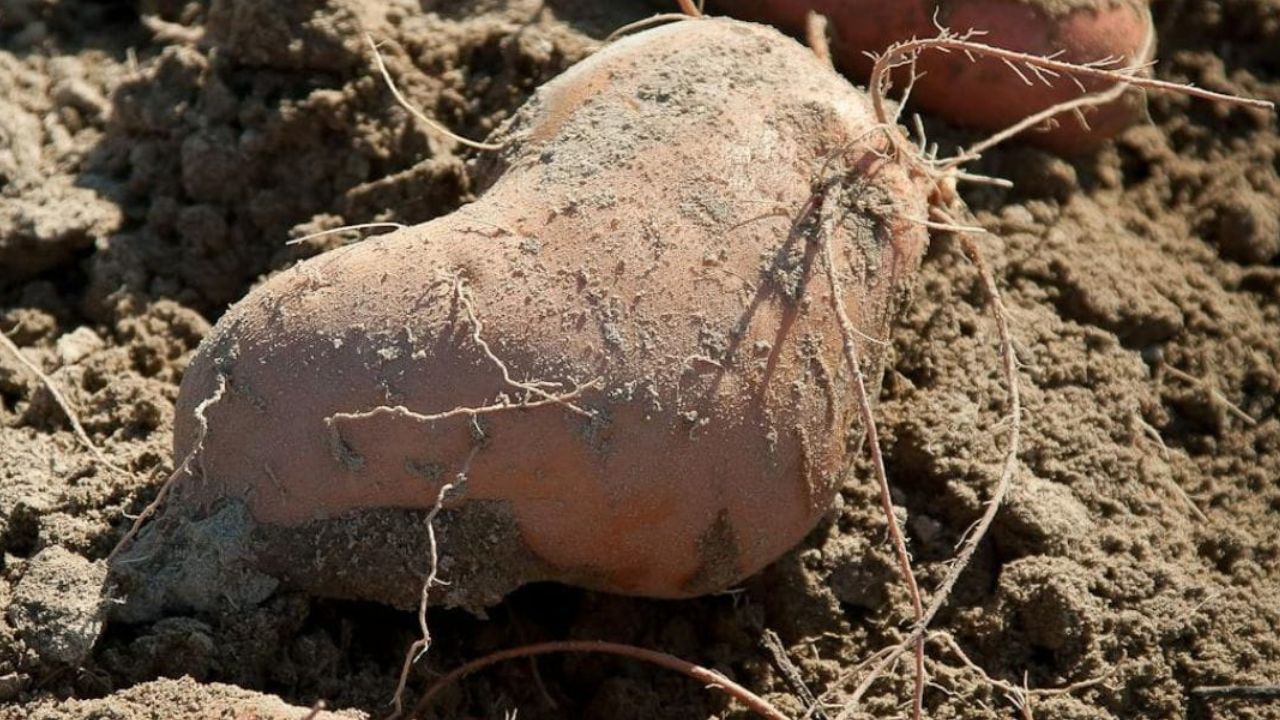Planter les patates douces