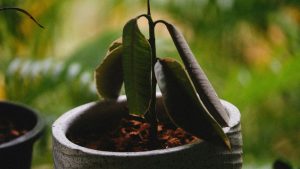 Planter un bananier en pot