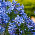 Tailler les agapanthes