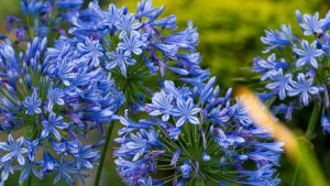 Tailler les agapanthes