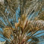 Planter un palmier