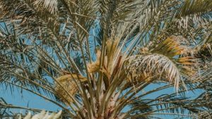 Planter un palmier