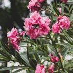 Tailler les lauriers-roses