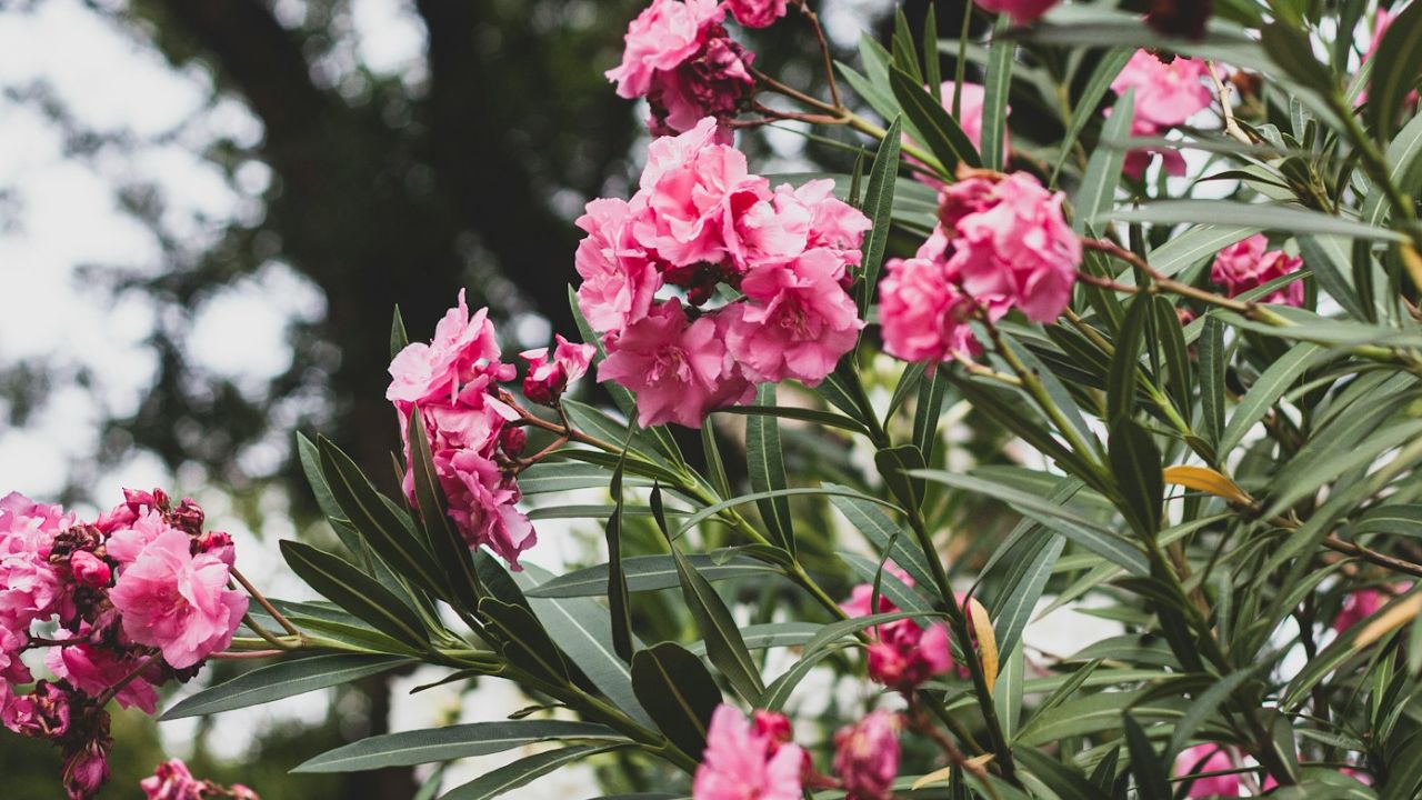 Tailler les lauriers-roses