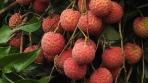 Litchi